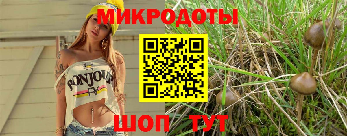 Славгород  Галлюциногенные грибы Cubensis  Вход с VPN 